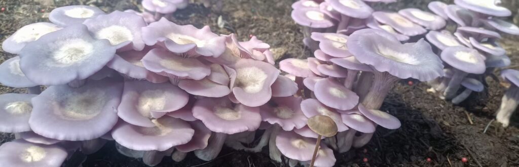 Sordid Blewit