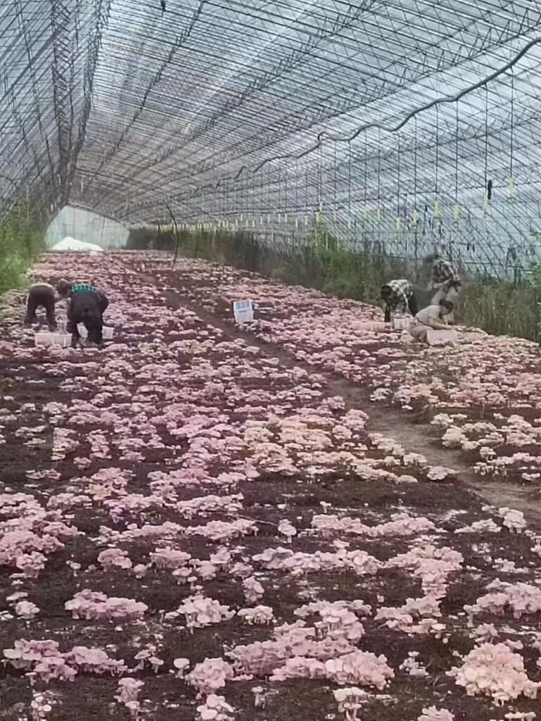 Purple Flower Face Mushroom Cultivation