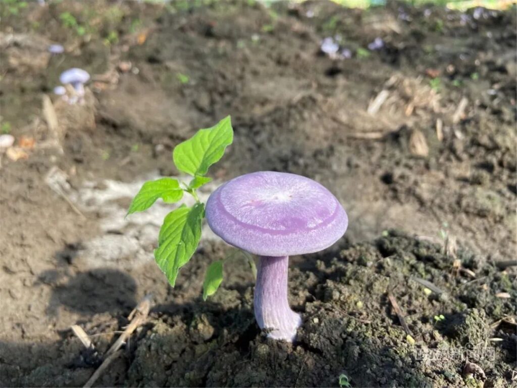 Purple-Faced Mushroom
