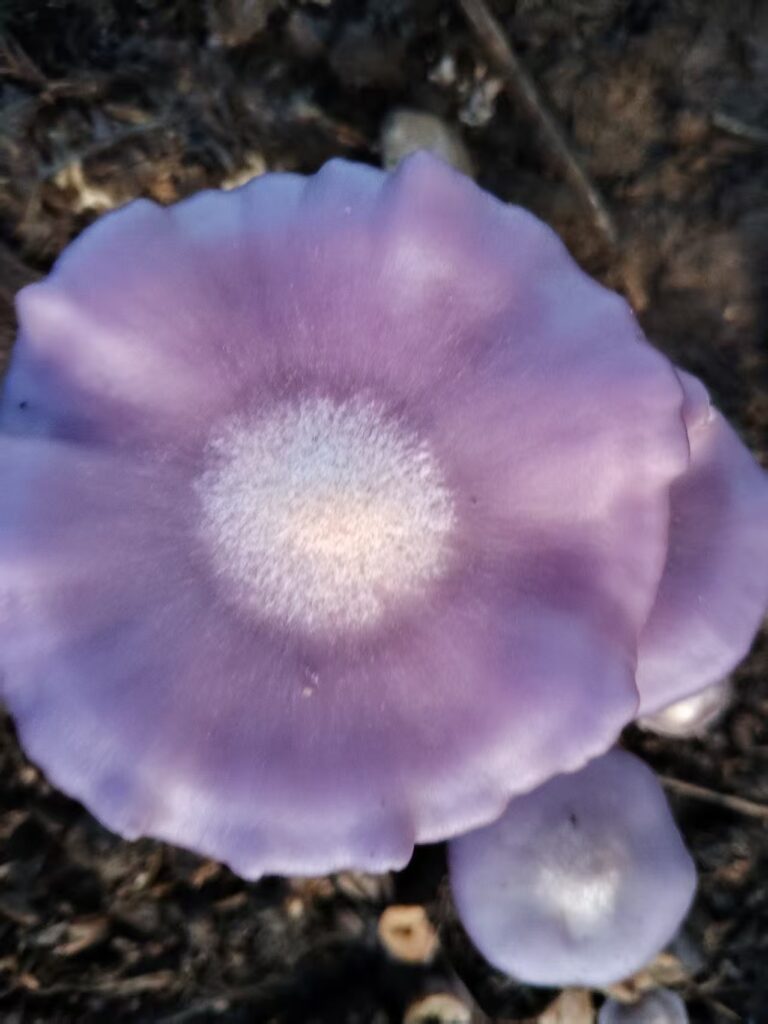 Purple-Faced Mushroom