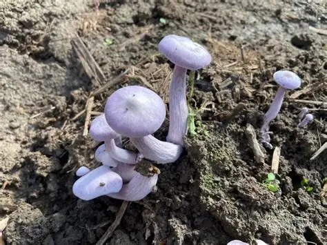 Violet Webcap Mushroom Kit