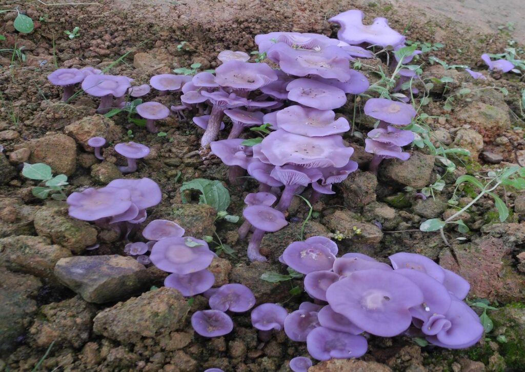 Purple Stropharia Mushroom
