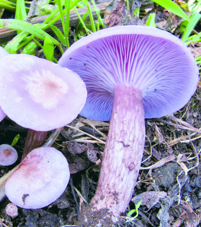 Blewit Mushrooms