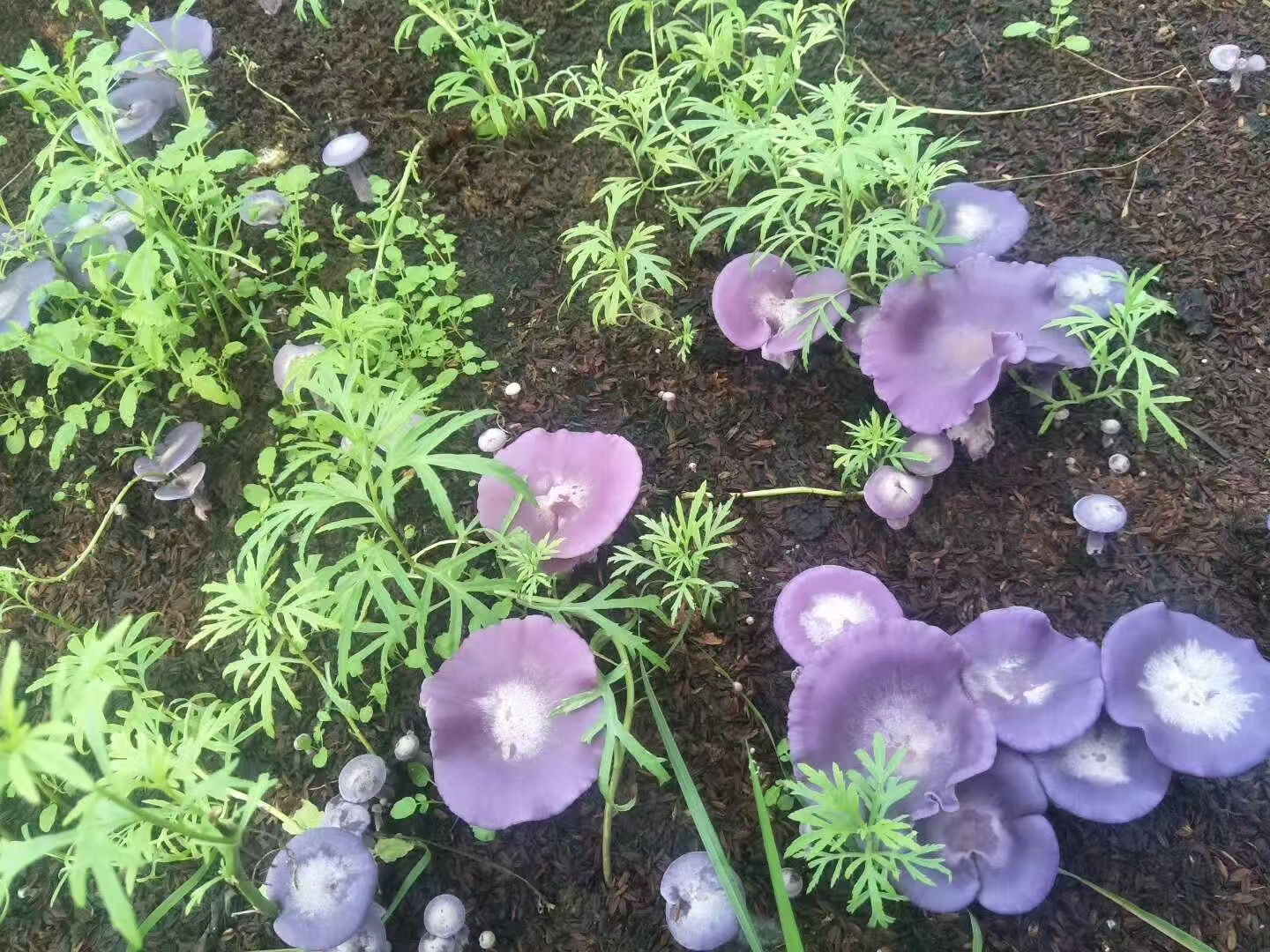 Purple Face Mushroom