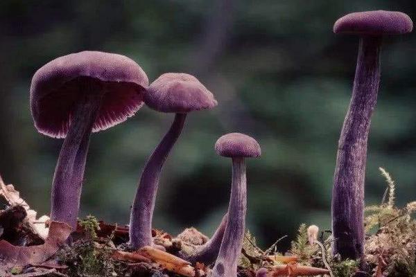 purple face mushroom