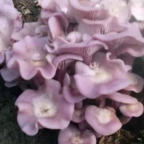 Lepista Sordida: The Complete Guide to the Sordid Blewit Mushroom