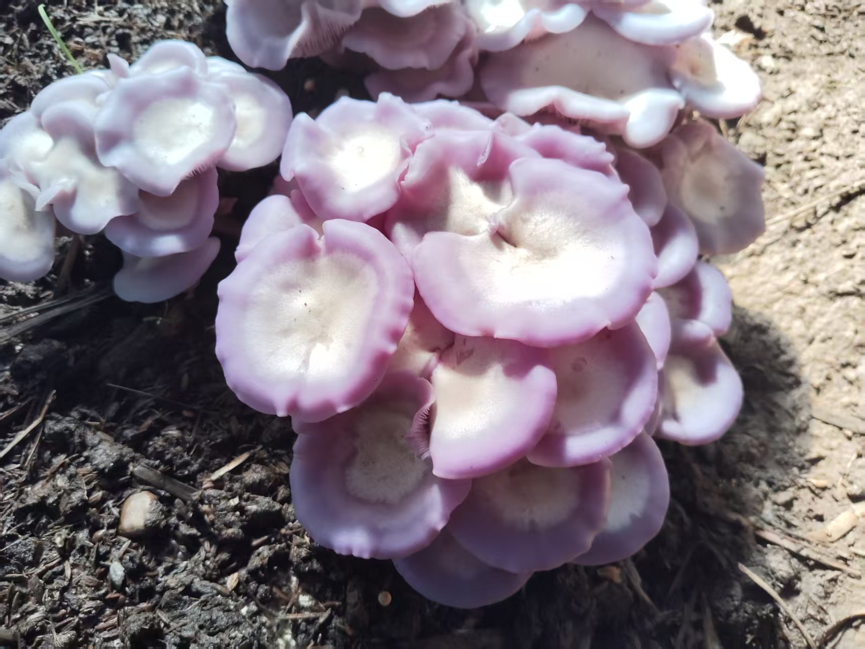 Lepista Nuda Mushroom