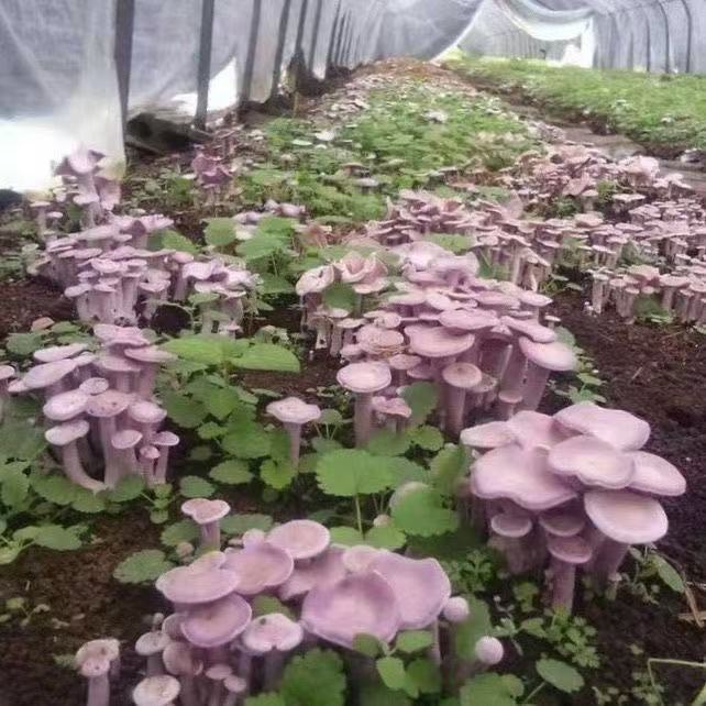 Purple-Faced Mushroom: Identification, Benefits, and Uses