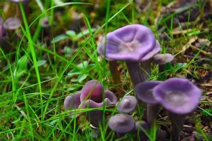 violet webcap mushroom