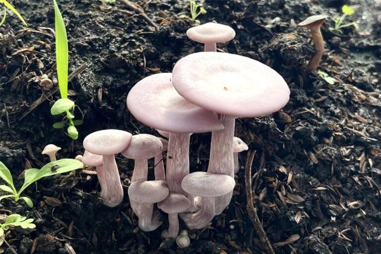 Purple-Faced Mushroom: A Unique and Nutritious Wild Delicacy