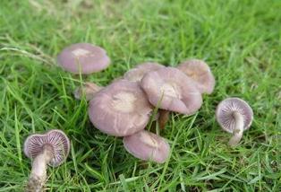 Blewit Mushroom