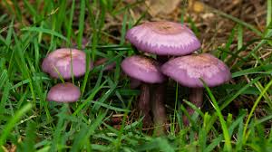 Purple Stropharia Mushroom